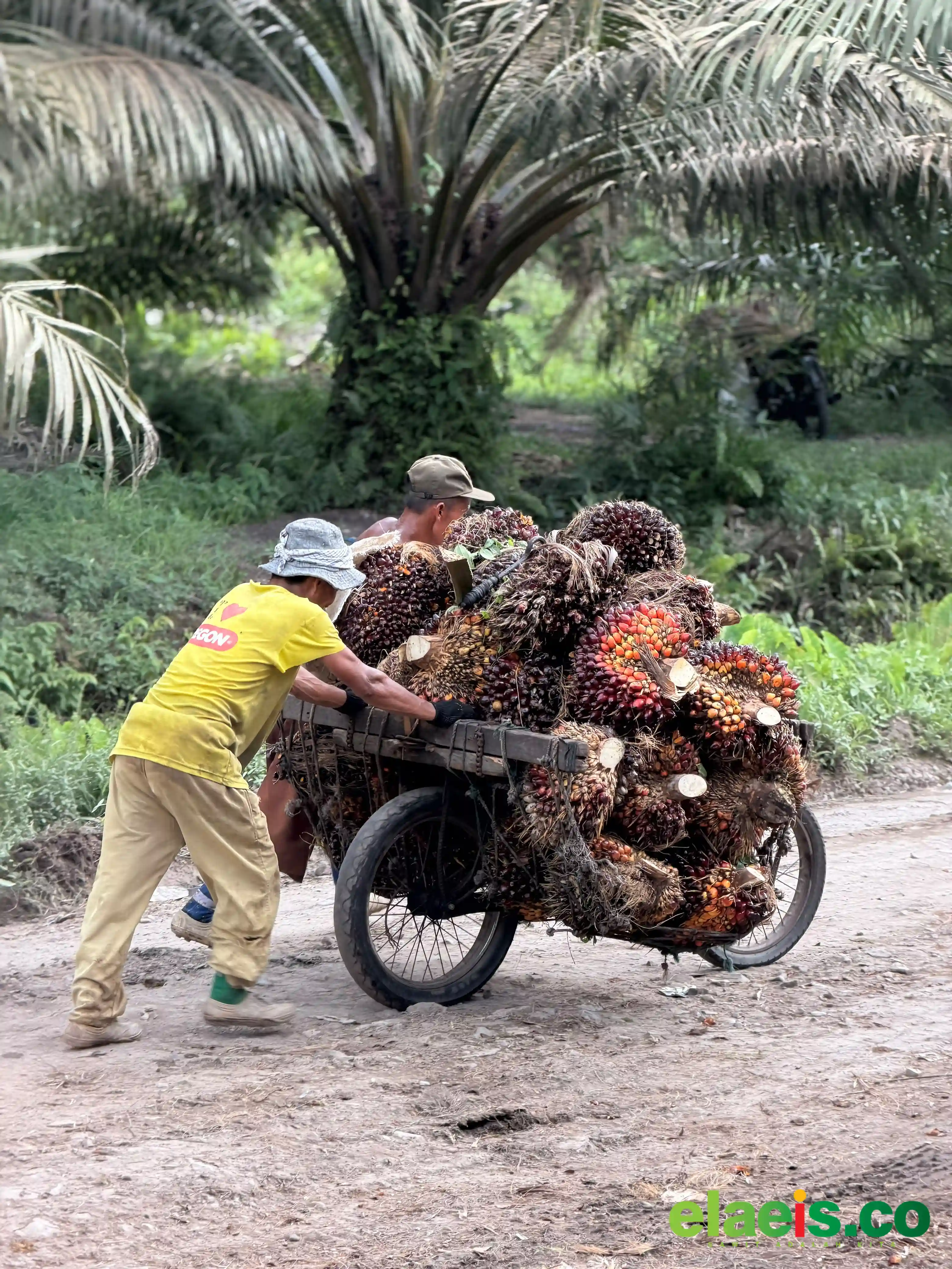 Batu Bara Menjadi Kabupaten Dengan Harga Sawit Swadaya Terendah di Sumut