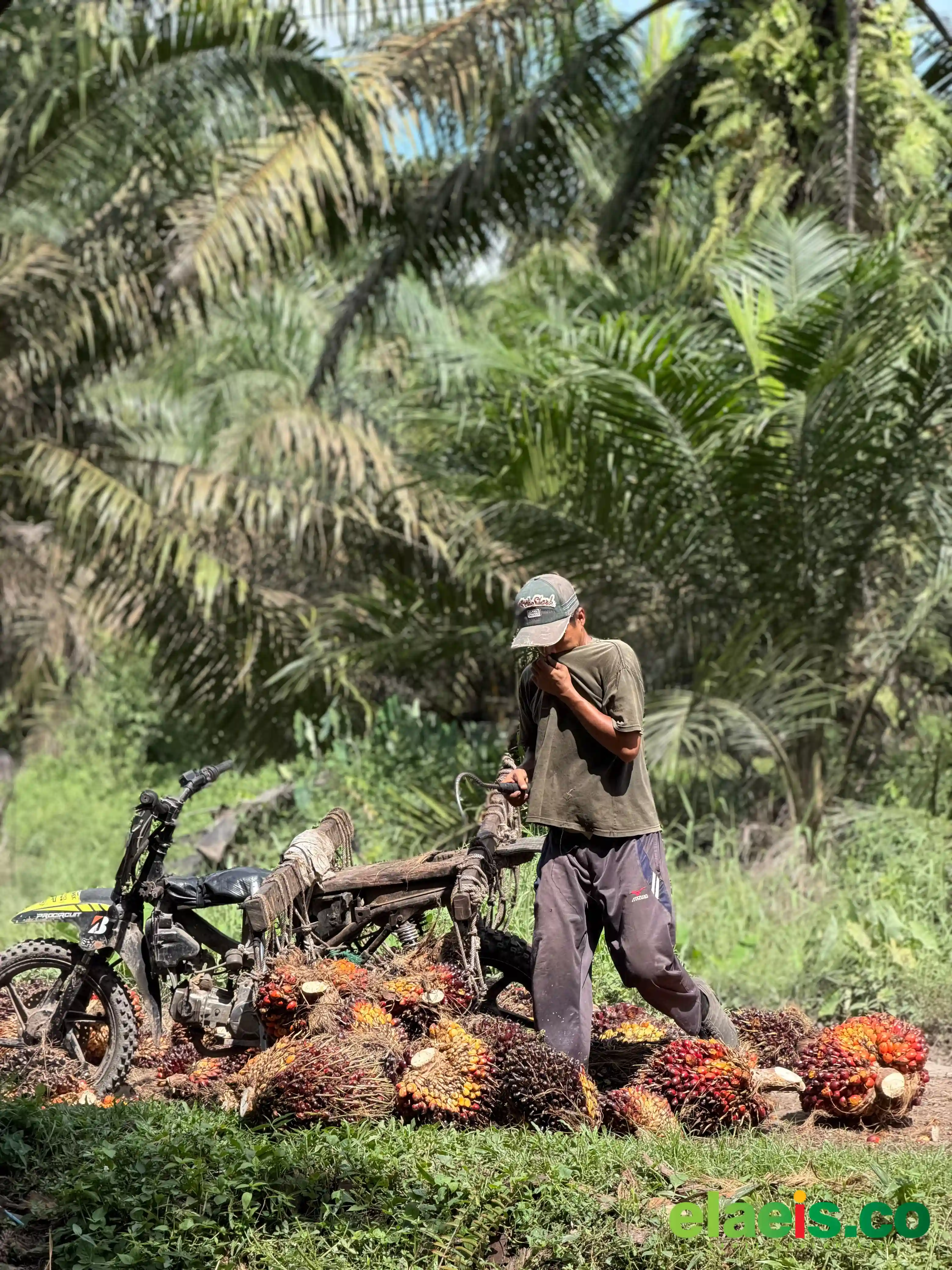 Produksi Rendah Hingga Kawasan Hutan Masih Jadi Tantangan Kebun PIR di Riau