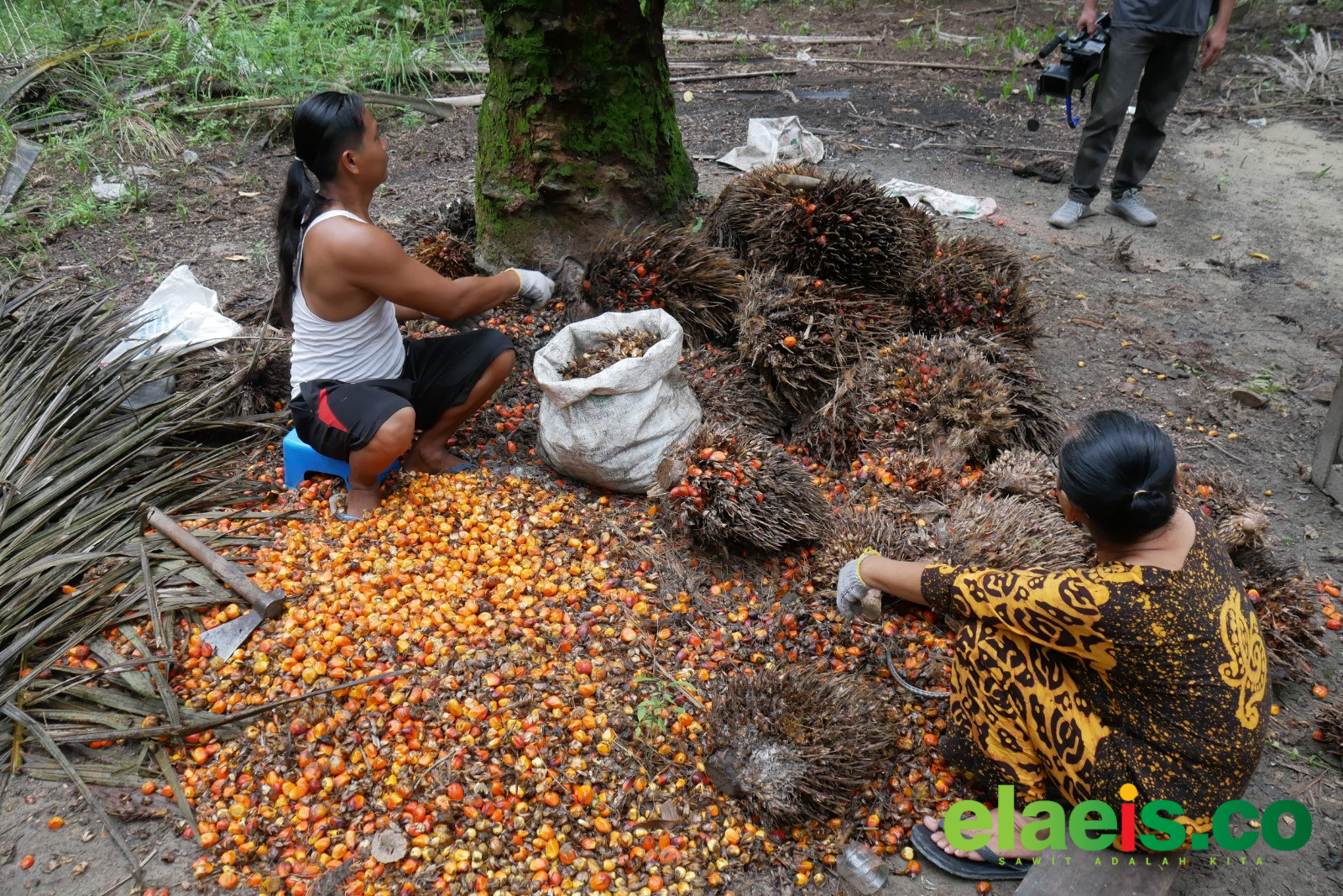Pabrik Brondolan Menguntungkan Petani Sawit