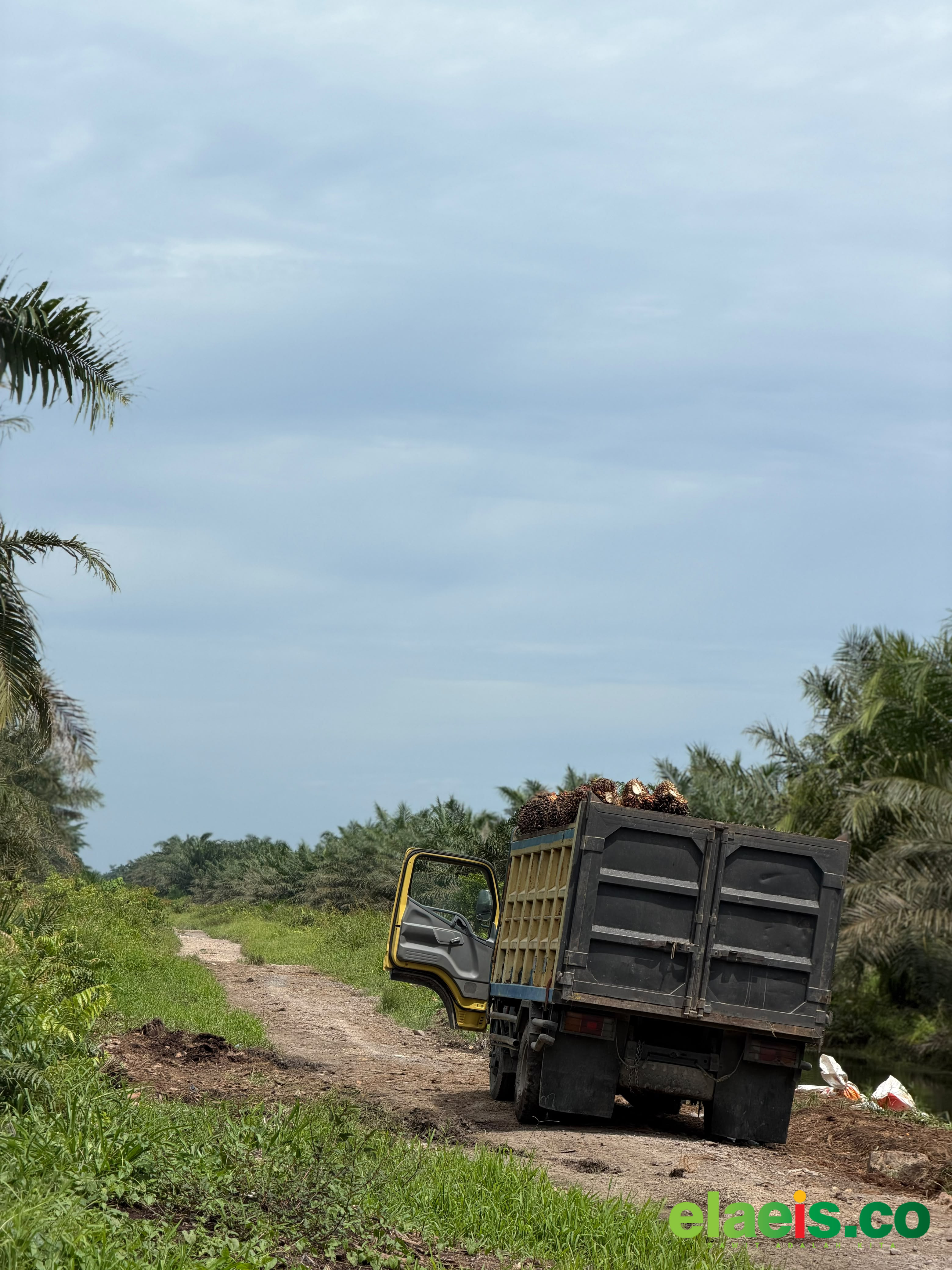 Banyak Tanaman Tua dan Tidak Produktif, Tapi Petani Kesulitan Mengajukan PSR