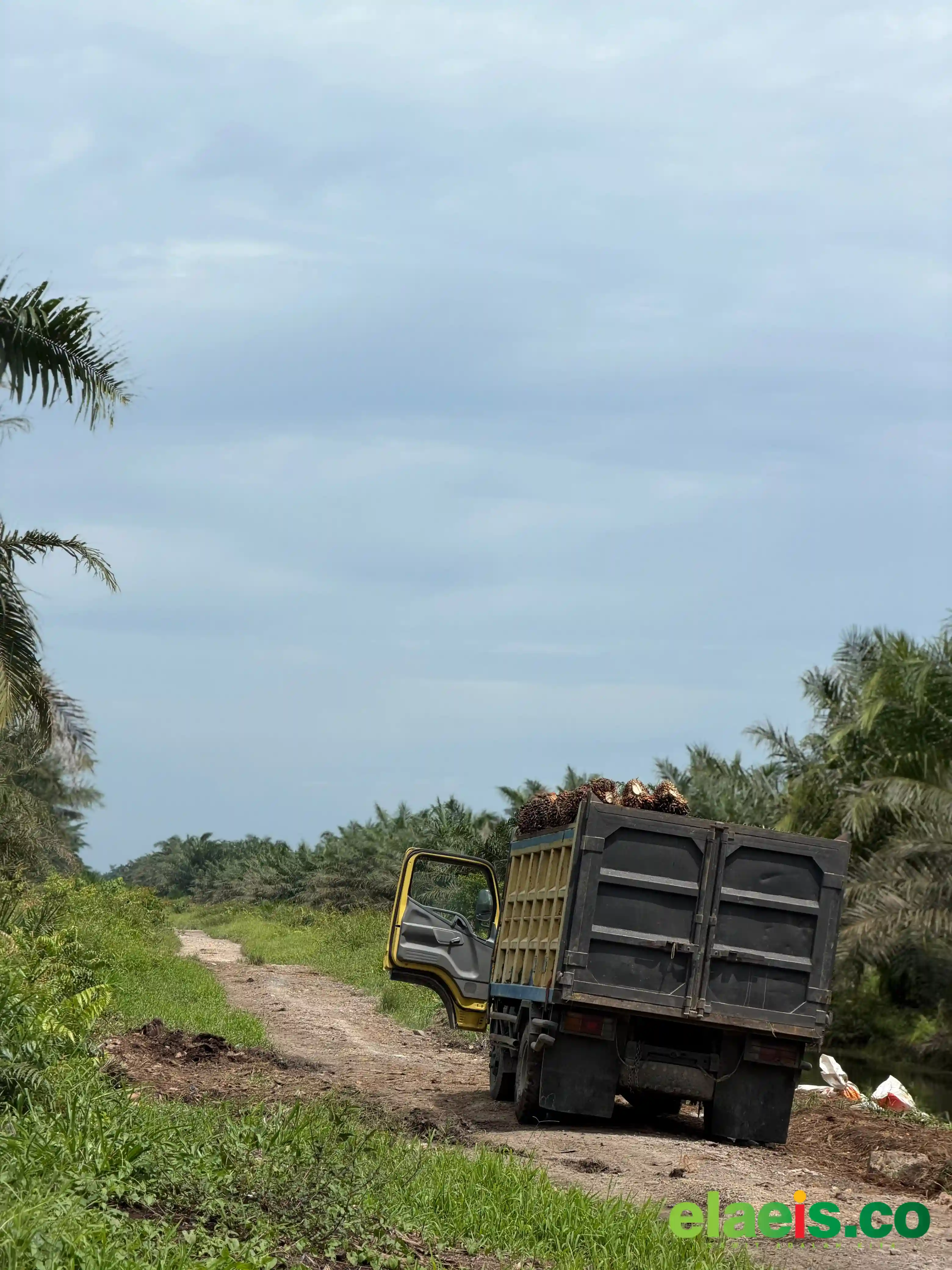 Banyak Tanaman Tua dan Tidak Produktif, Tapi Petani Kesulitan Mengajukan PSR
