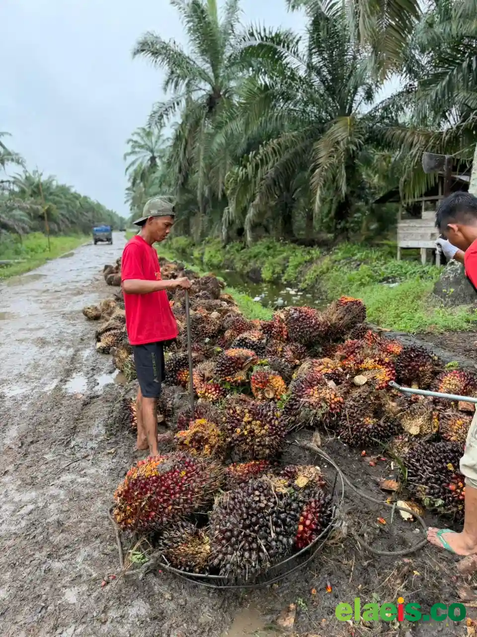Harga Sawit Kaltim Tembus Rp3.477.56/kg, Petani Berharap Kemitraan