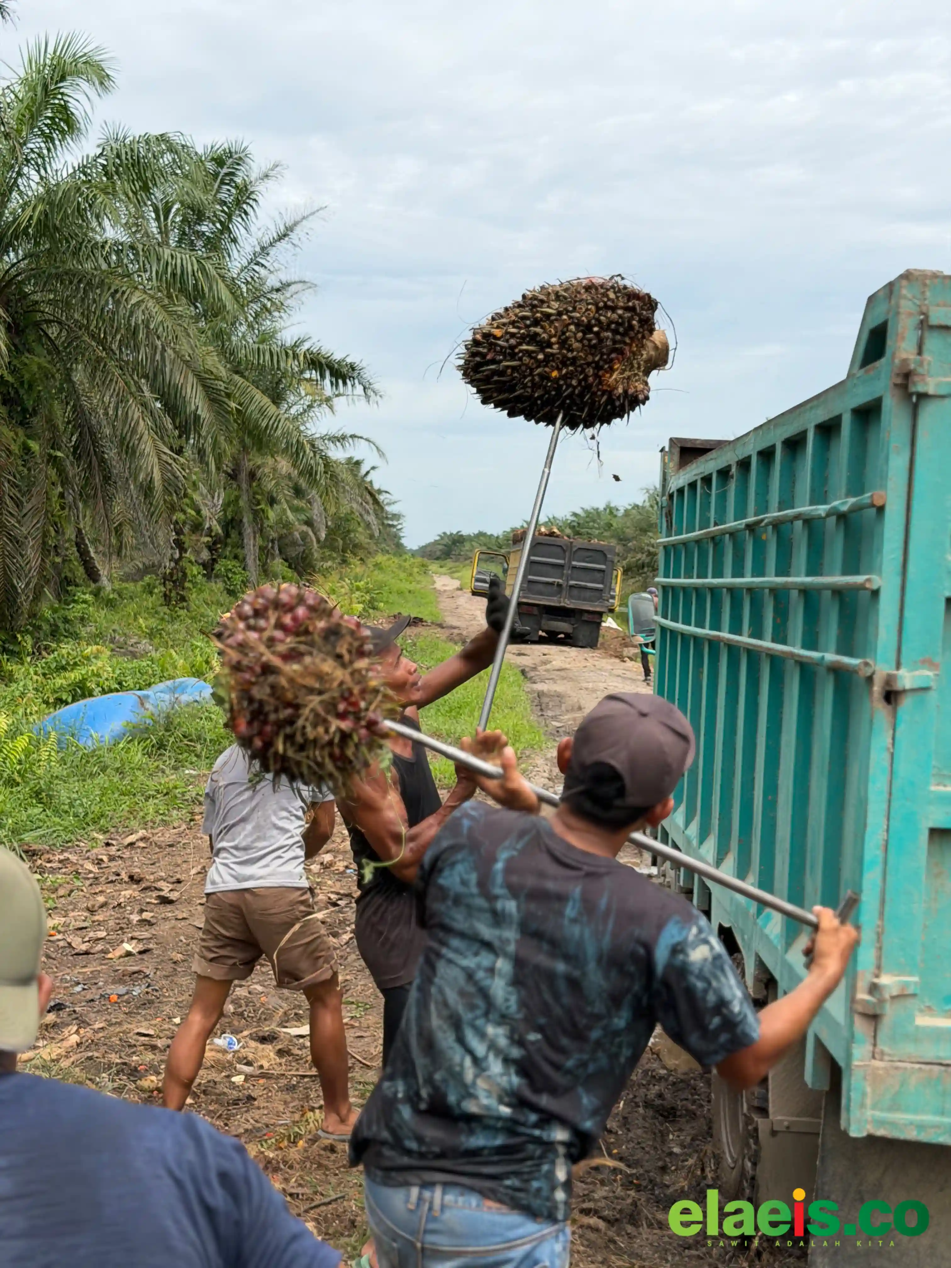 SPKS Berharap Hasil Riset BPDP Dapat Menjawab Kebutuhan Petani Sawit