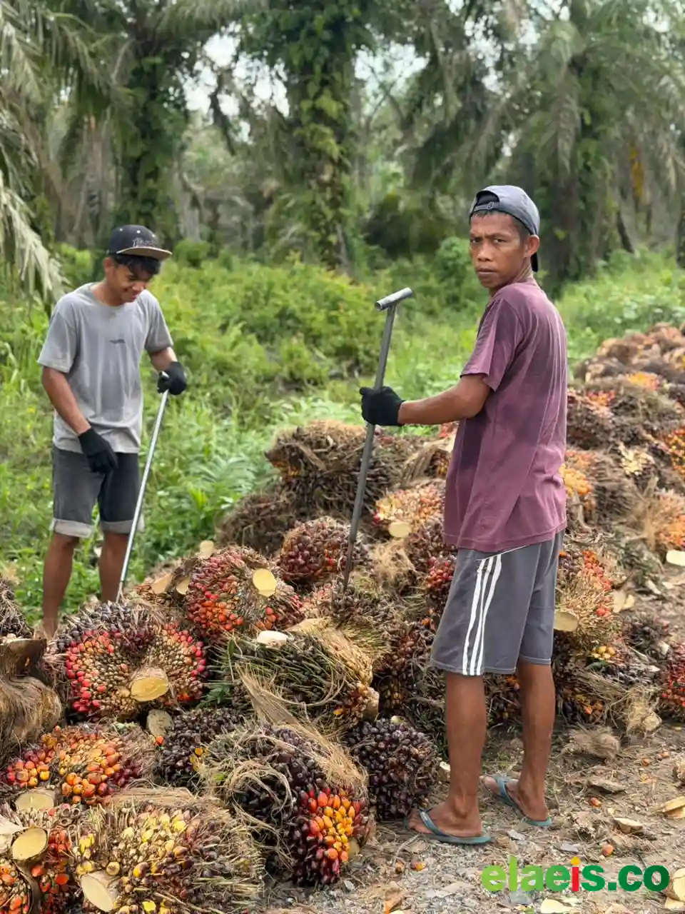 Gandeng SNV, Pemkab Deli Serdang Perluas Akses Pembiayaan dan Pasar Petani Sawit