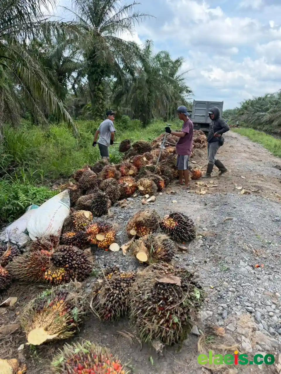 Ikut Naik, Harga Sawit Swadaya Riau Ditetapkan Sebesar Rp3.913,28/Kg