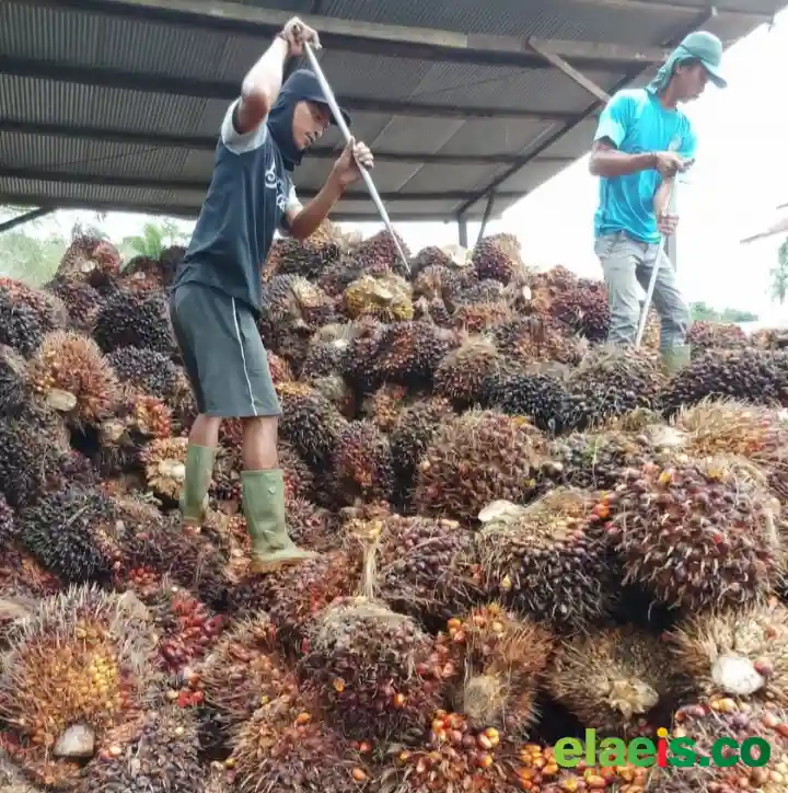 Satya Bumi dan POPSI Menilai Ekspor Satu Pintu Sawit dan Nikel Masih Gelap
