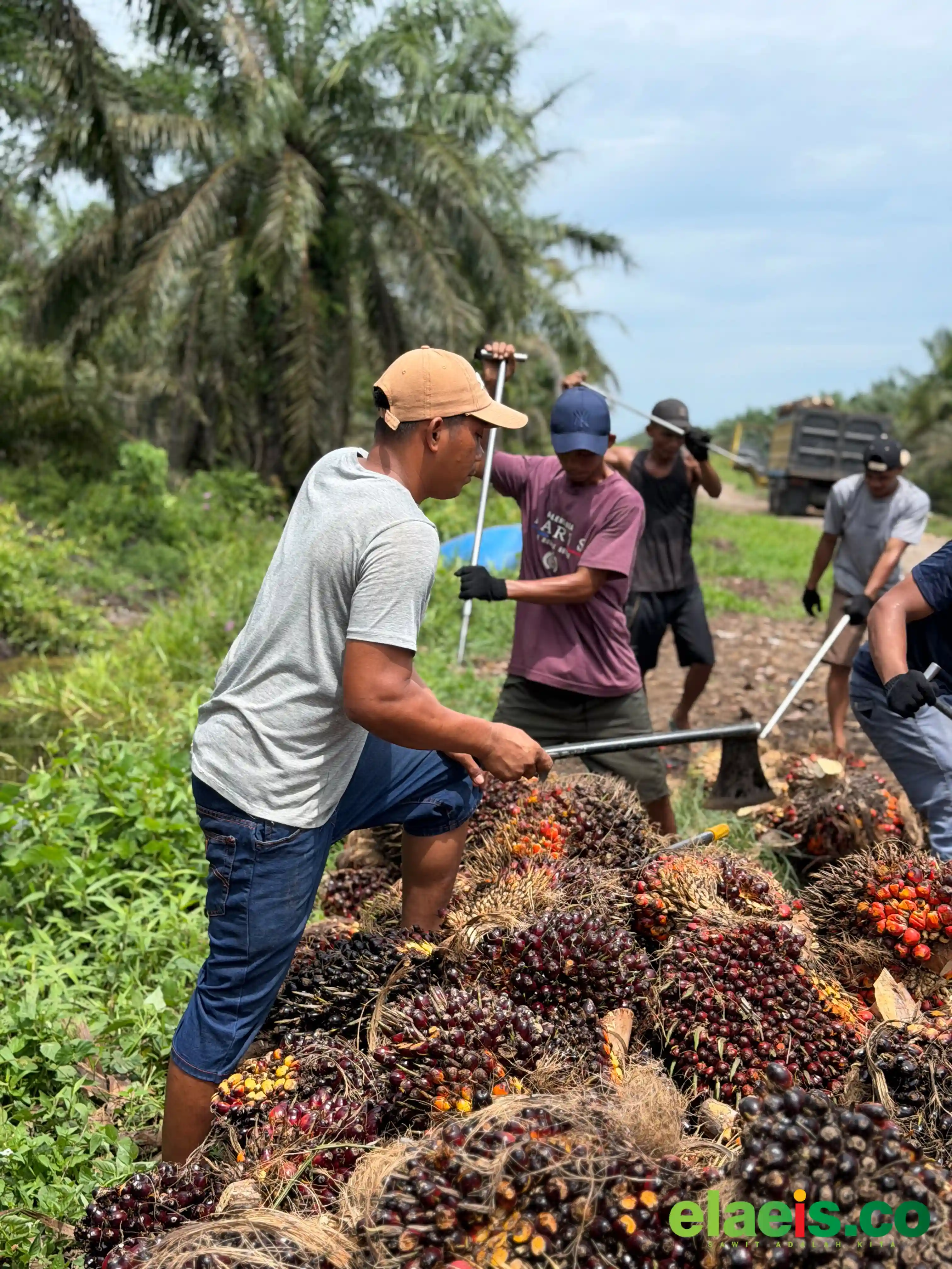 Harga Kernel Anjlok, Sawit Swadaya Riau Ikut Melemah