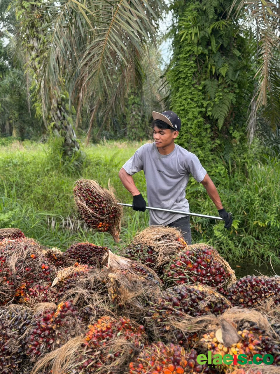 Harga Sawit Plasma Riau Merangkak Naik