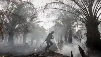 Data Karhutla 2015-2019 Dibongkar, Mayoritas Titik Api Ternyata di Luar Konsesi Sawit