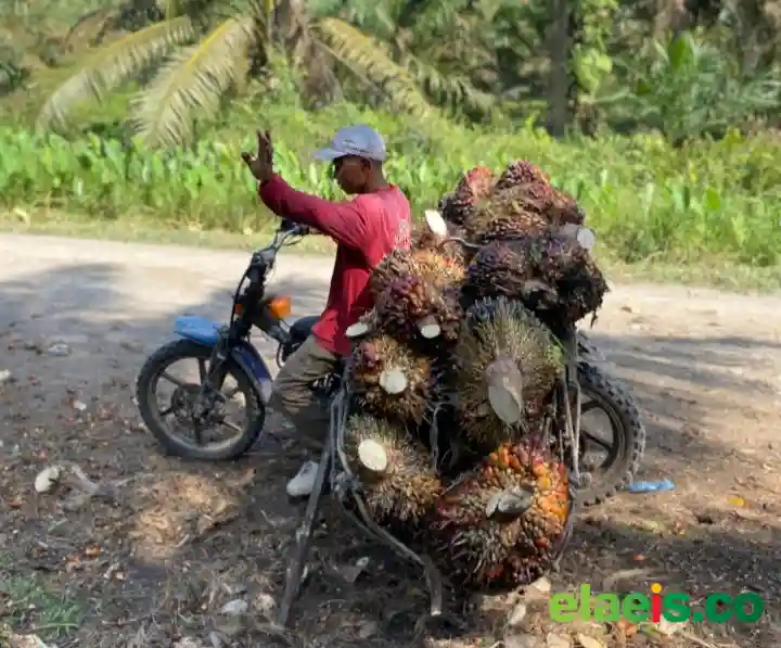 Kemarau Panjang, TBS Stabil Harga Justru Jalan Ditempat