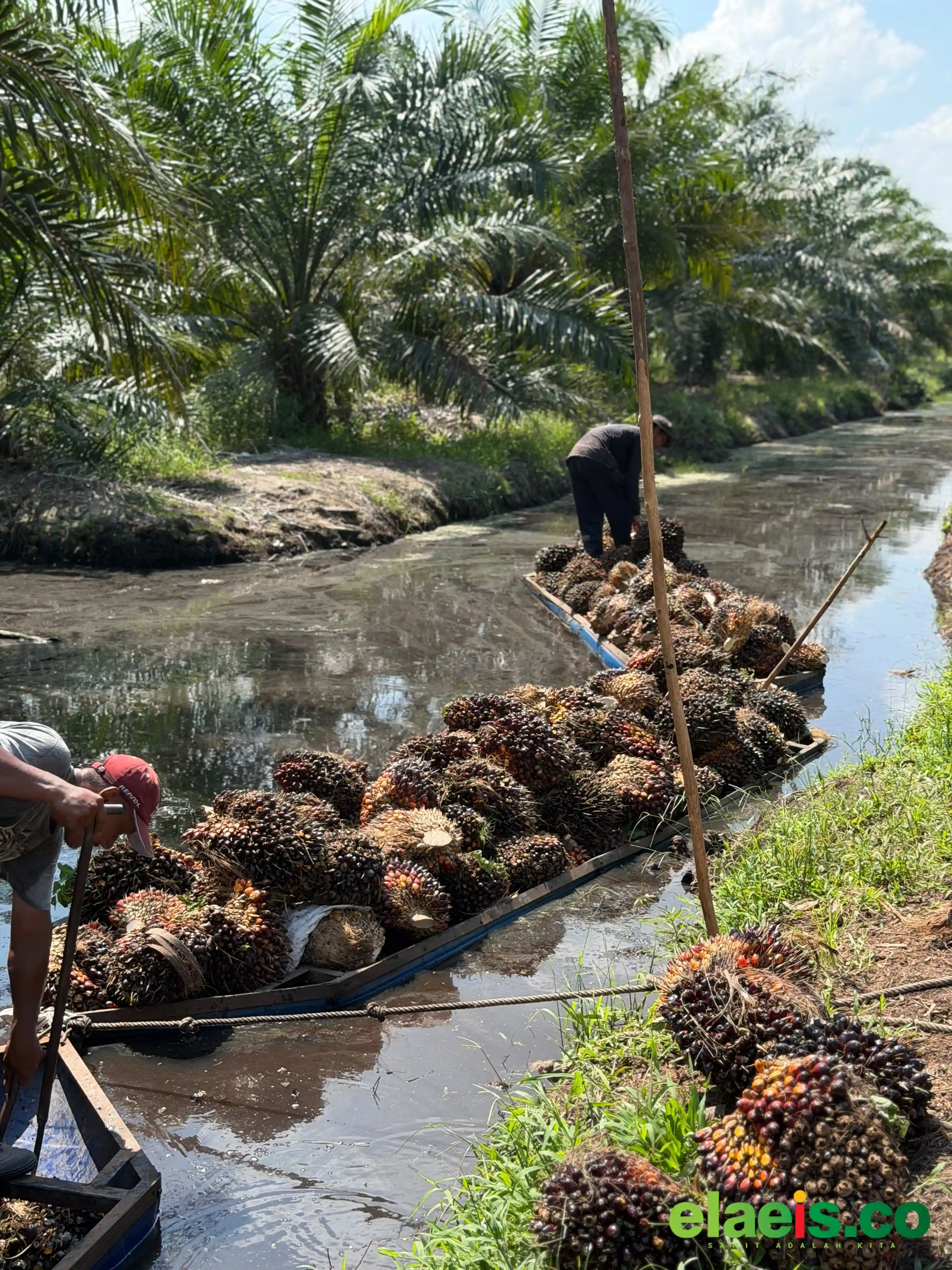 Sungai Kapuas Surut, TBS Petani Terancam Busuk