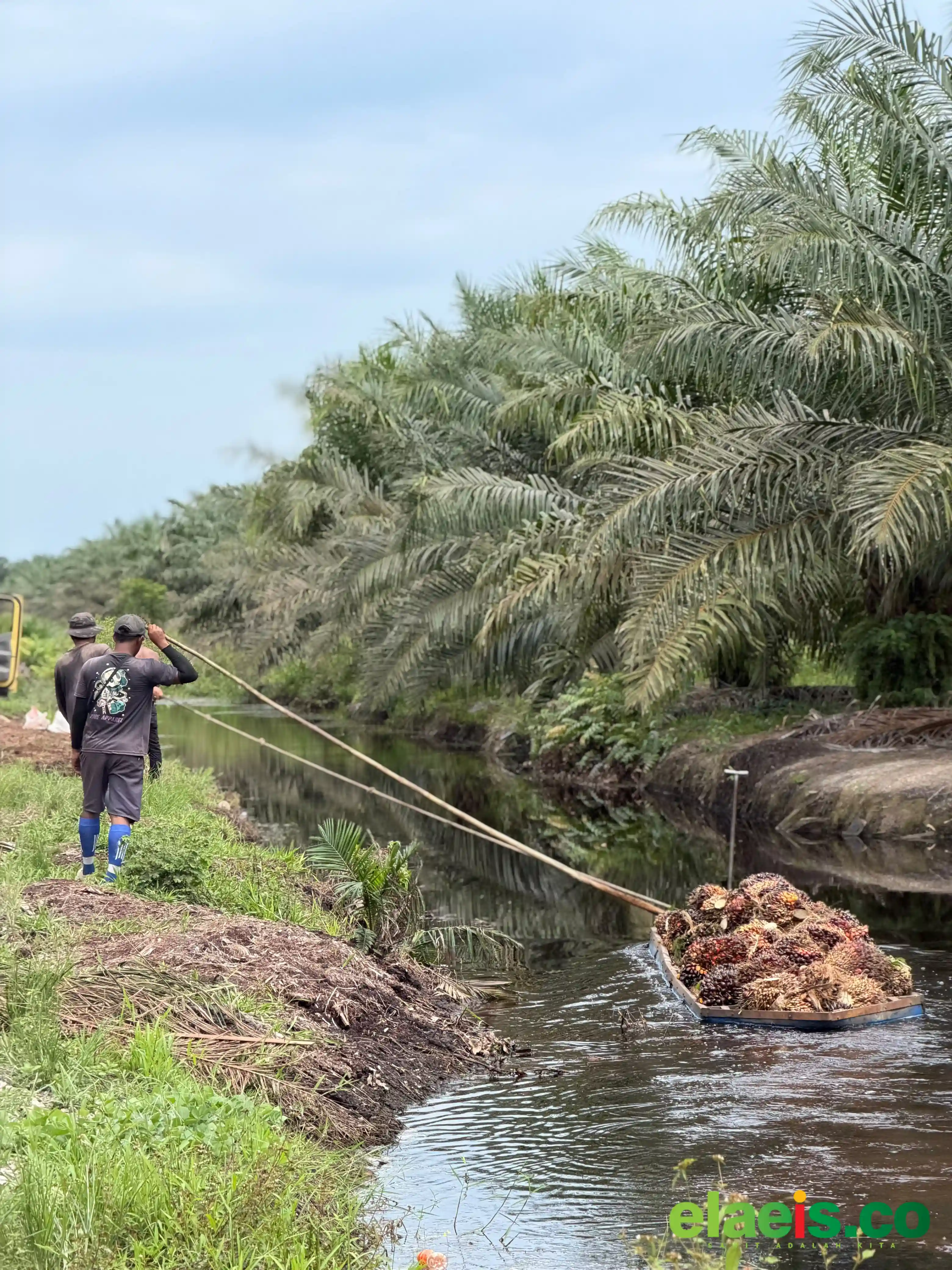 Distribusi CPO di Kalbar Tersendat, Keterbatasan Truk Tangki dan Jarak Tempuh Jadi Kendala