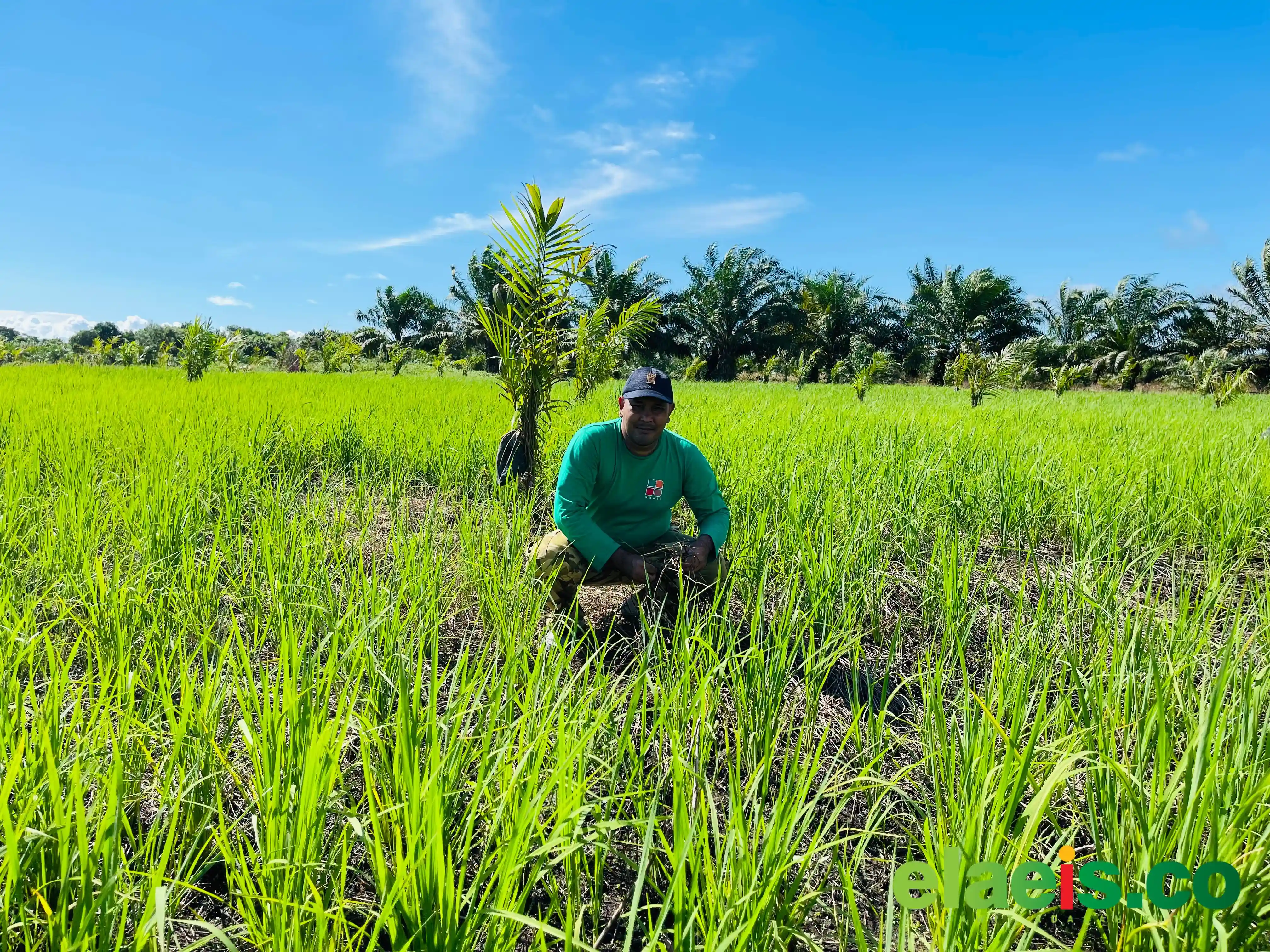 Program Padi Gogo Dihentikan Sementara Akibat Kemarau Panjang