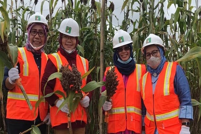 Bikin Tanaman Sela di Peremajaan Sawit, Ini Dampaknya