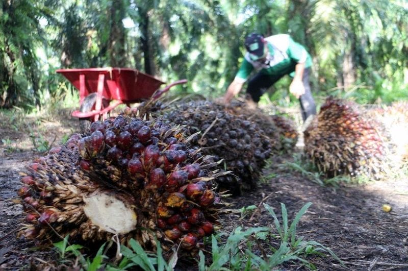 Gapki: Kerja Paksa Jadi Alasan Kampanye Negatif Sawit