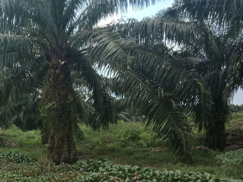 Sejarah Perkebunan Sawit di Indonesia Berawal Dari Rakyat, Bukan 'Konglomerat'
