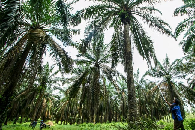 Sejuta Hektare Lahan di Palembang Belum Tersentuh