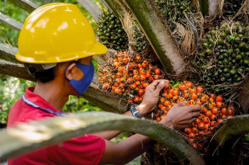 Industri Sawit Kurangi Kemiskinan di Indonesia