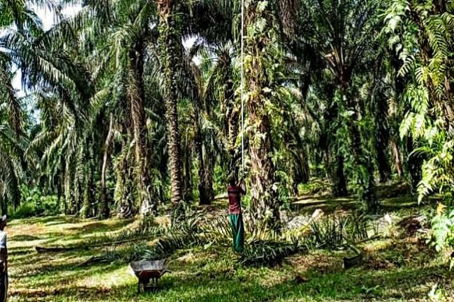 Progam Replanting Sawit, Ternyata Bikin Kantong Petani Makin Tebal, Lho!