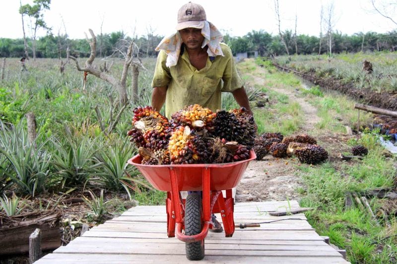 Produksi Minyak Sawit Tahun Ini Masih Kondusif