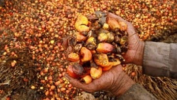 Pasokan Minyak Melimpah, Harga CPO di Bursa Malaysia Ambles