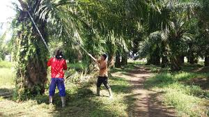 Harga TBS Turun Lagi, Petani Terpaksa Beradaptasi