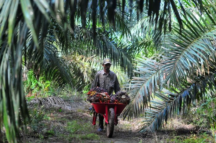 Menanti 'Taring' Pergub No 77 Untuk Petani Sawit