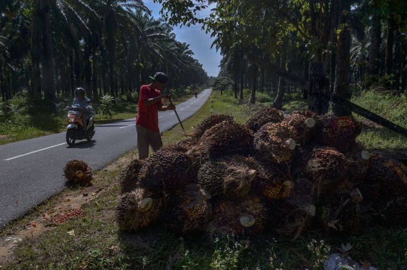 Ditanam Jokowi, Sawit PSR di Riau Dipanen Perdana Oleh Wapres