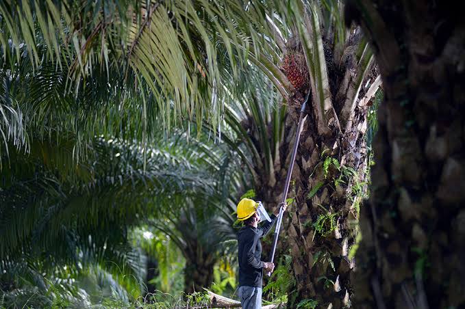 Karya Serumpun Akan Jemput Duit PSR
