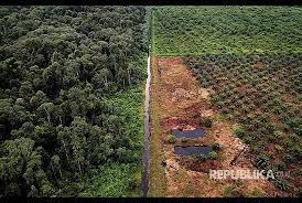 Jaga Stabilitas Harga CPO, Ekonom Sarankan Perpanjang Moratorium Sawit