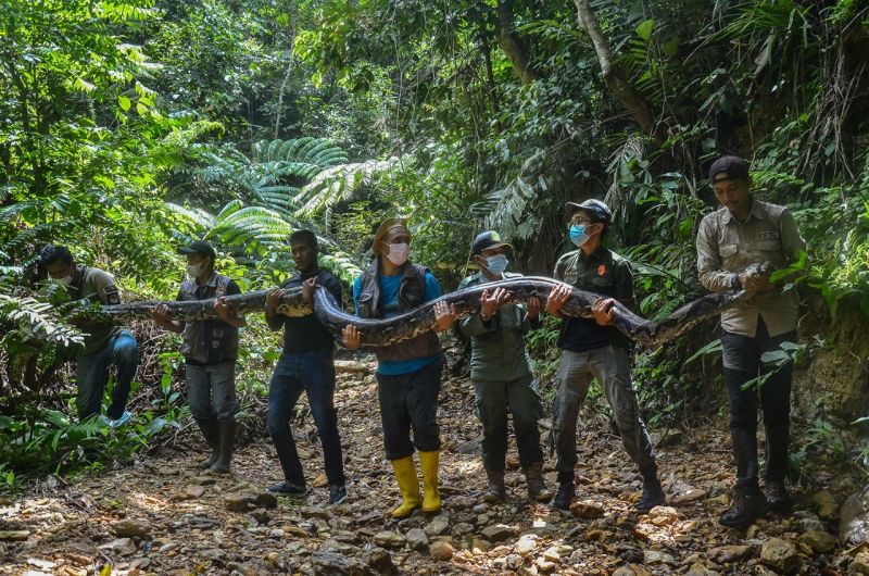 Ular Sanca Batik di Riau Usia 30 Tahun, Beratnya 120 Kg