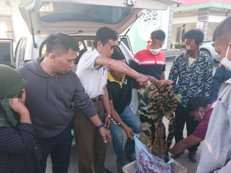 Begini Peran 4 Penjual Kulit Harimau Sumatera