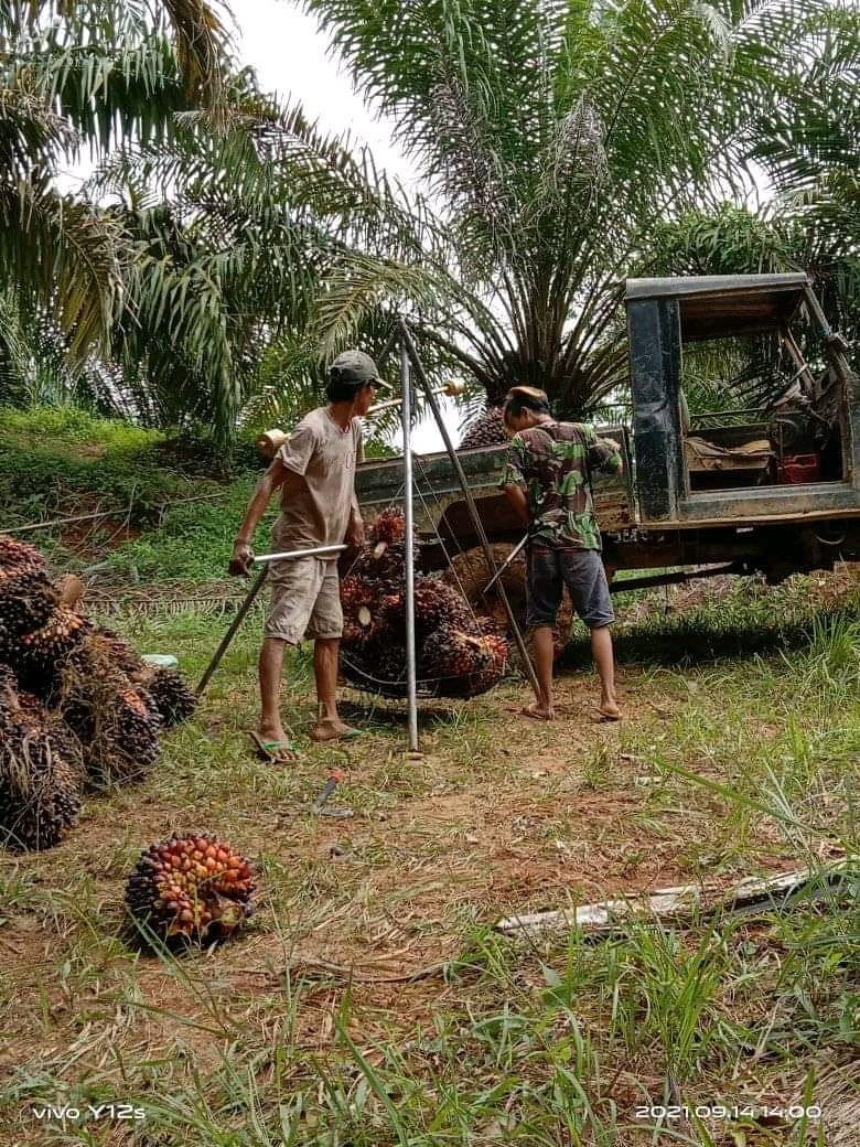 Atasi Permainan, Pergub Harga Sawit Swadaya Diminta Segera Disahkan
