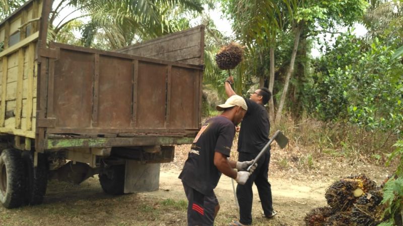 Koperasi Adalah Jembatan Petani Sawit dan Perusahaan