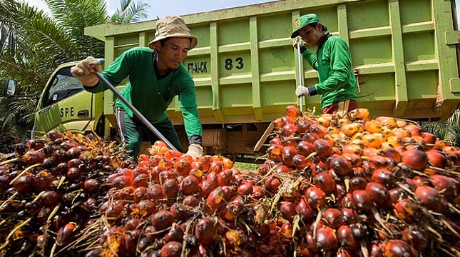Sumut Nge-Rock n Roll, Harga TBS Tembus Rp 2.900/Kg