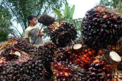 Harga TBS Jambi Susul Riau dan Sumut