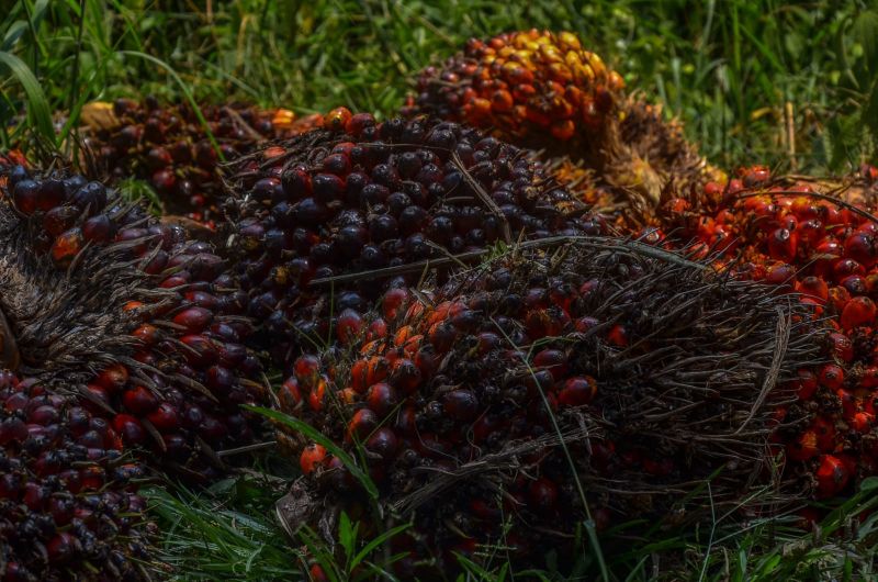 Harga CPO Ngegas, Sebulan Naik 13 Persen