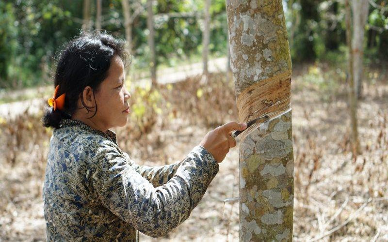 Ini Rincian Harga Karet di Riau