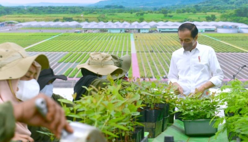 Jokowi Paksa Perusahaan Sawit dan Tambang Harus Punya Nursery