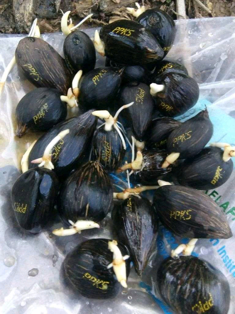 Tiga Varietas Ini Paling Diincar Petani Sawit