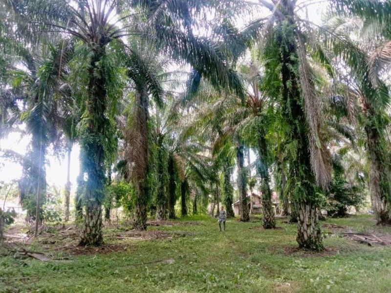 Seminar ini Dituding Upaya Legalisasi Kebun Sawit dalam Kawasan Hutan
