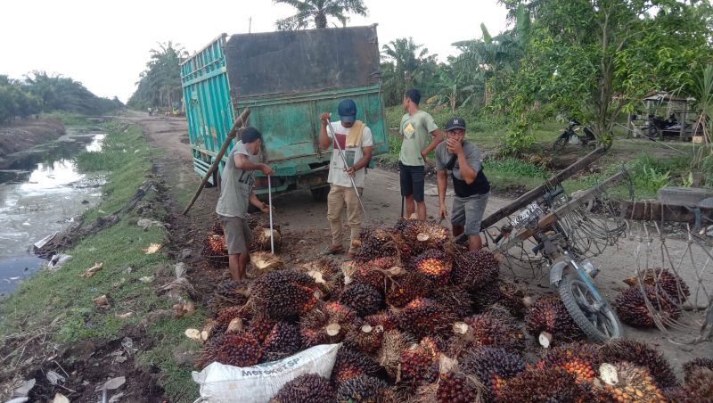 Harga Sawit di Riau Turun Tipis, Petani Jangan Khawatir