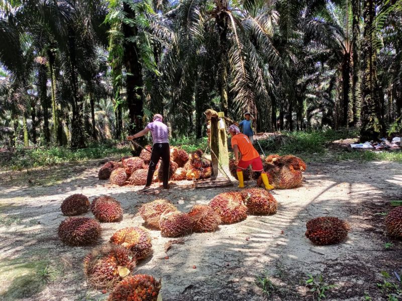 Yang Lain Turun, Harga Resmi TBS di Sumsel Malah Naik