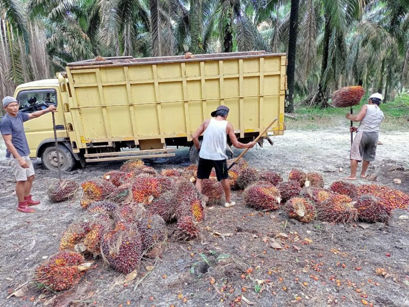 Cuma Satu PKS di Tiga Daerah ini yang Naikkan Harga TBS