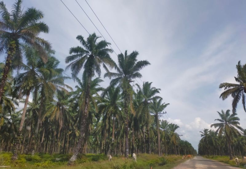 Singapura Banyak Menguasai Kebun Kelapa Sawit Indonesia