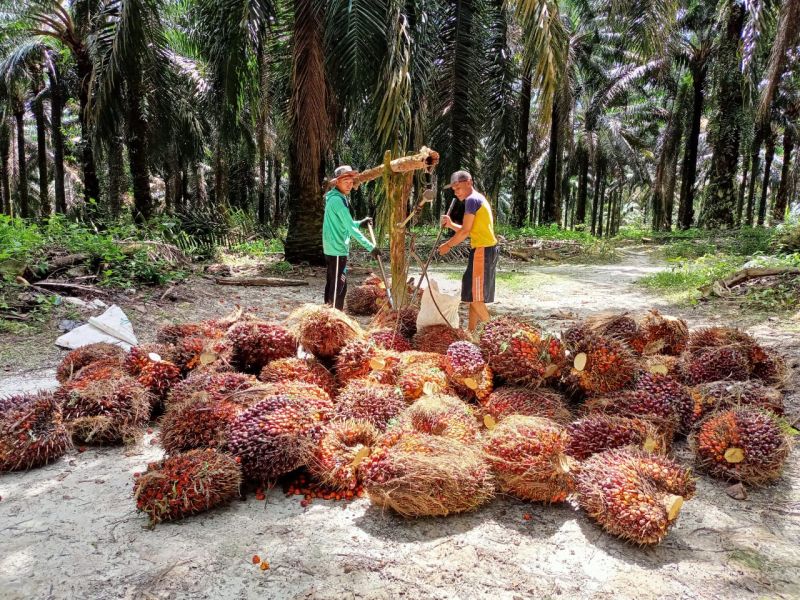 Di Daerah ini Harga TBS di PKS dengan Toke Cuma Beda Rp 5