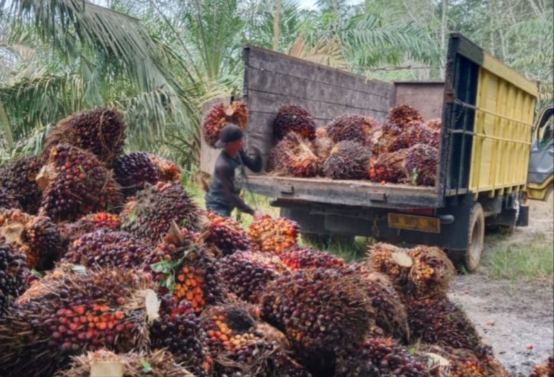 Mantap, Harga Sawit Riau Pecah Rekor Lagi