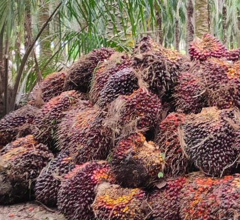 Daerah Lain Sudah Rp3 ribuan, Harga Sawit Simeulue Masih Rontok
