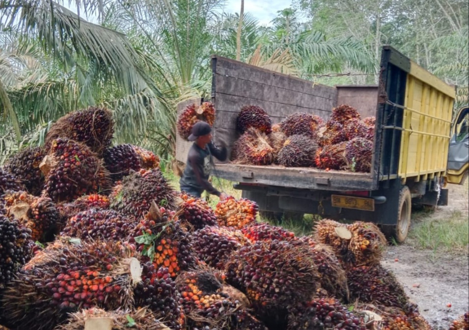 Indonesia Penghasil Sawit Terbesar, tapi Harga Diatur dari Malaysia