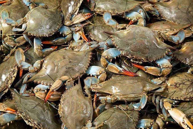 Kanada Kepincut Kepiting Rajungan, Ini Buktinya...